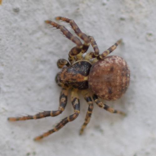 Ozyptila sp.